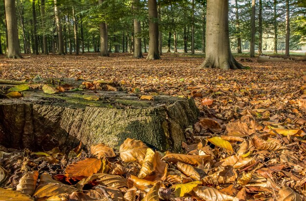 Stunning shot of a forest covered in dry leaves surrounded by trees in the autumn season