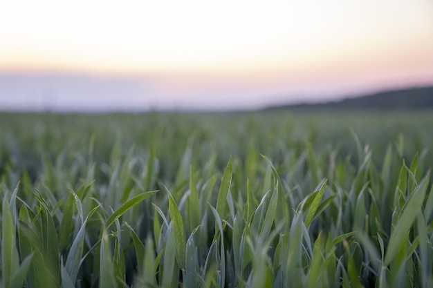 Free photo stunning shot of a fresh thick grass with colors of the twilight sky behind