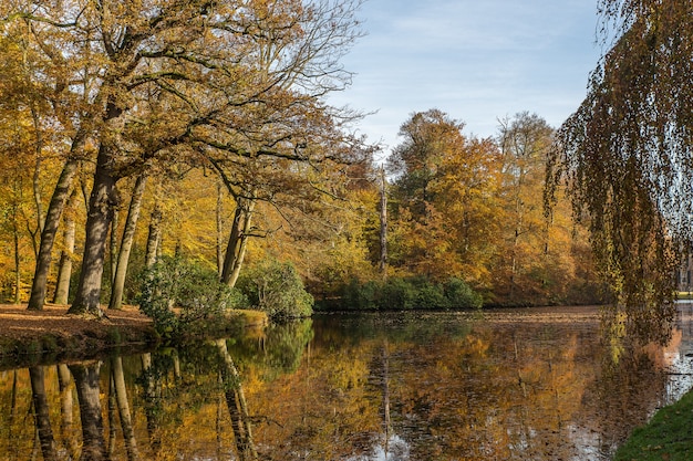 Потрясающий снимок озера посреди парка с деревьями.