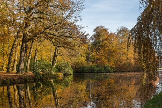 木々でいっぱいの公園の真ん中にある湖の見事なショット