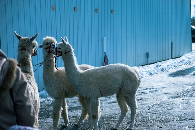 Free Photo stunning shot of white alpacas wearing headcollars in winter