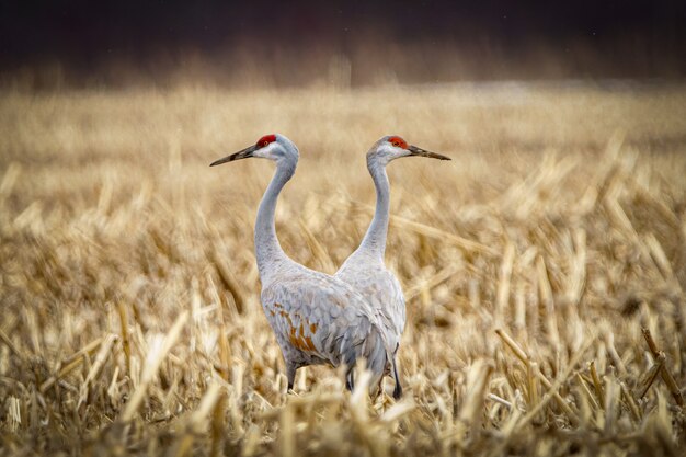 Stunning view of Sandhill Cranes standing on a field on a cloudy day