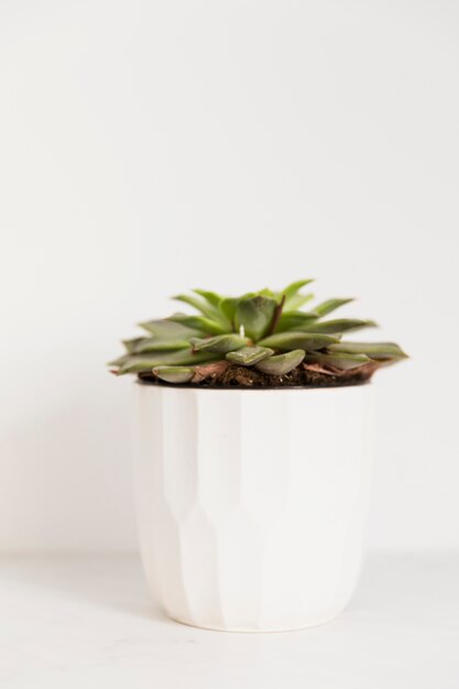 Succulent office plant in flowerpot