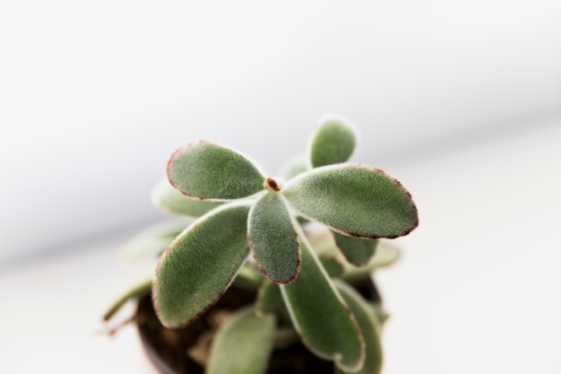 Free photo succulent office plant