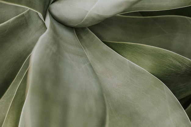Succulent plant background wallpaper, aesthetic nature dark image