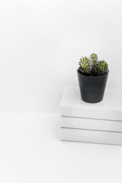 Succulent plant in black pot on book stacked against white background