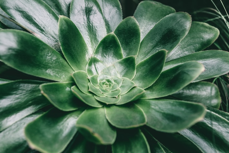 Free Photo succulent plant closeup