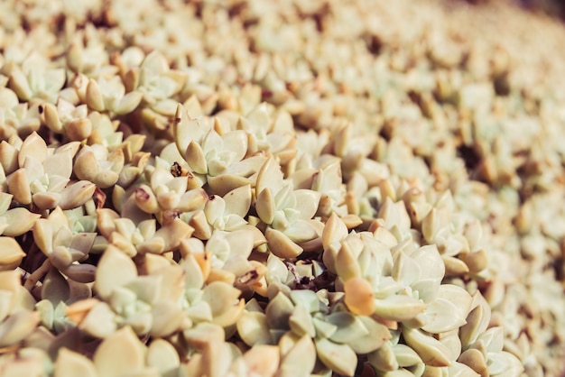 succulent plant closeup