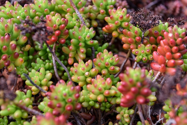 Closeup pianta succulenta