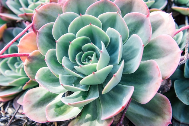 Free photo succulent plant closeup