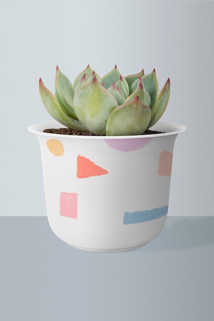 Free photo succulent plant in a cute pot