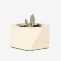 Free photo succulent plant in a cute pot