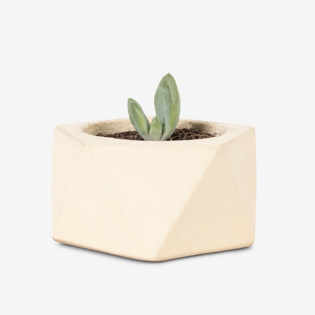 Succulent plant in a cute pot