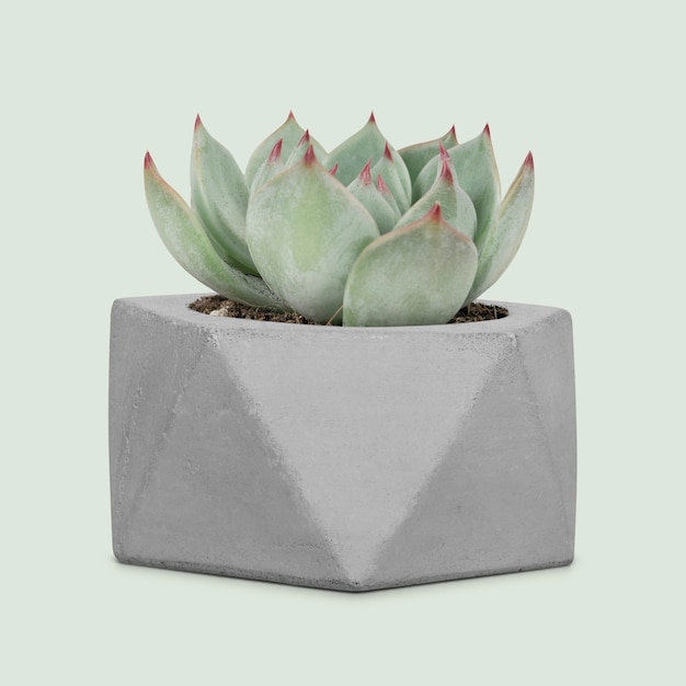 Foto gratuita modello di pianta succulenta in un piccolo vaso grigio