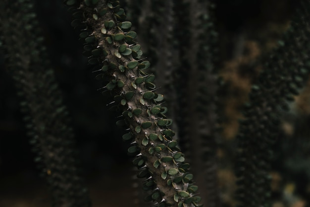 Succulent plant at night