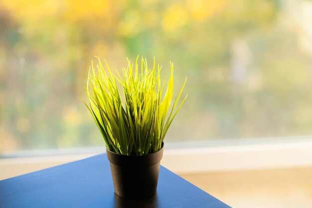 현대 침실의 창문 난간에 있는 즙이 많은 식물.