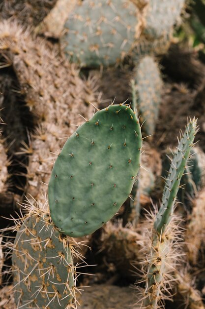 Succulent plant in park