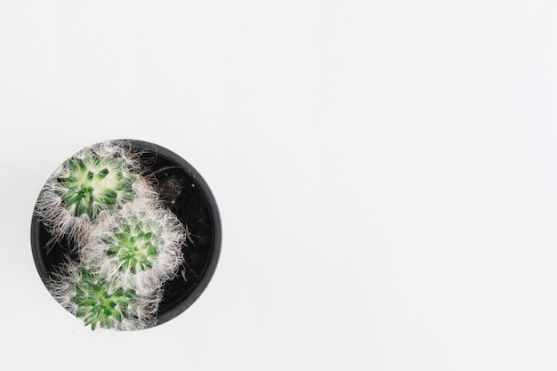 Succulent plant in pot against white background