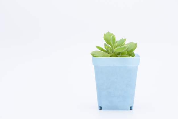 Free photo a succulent plant potted