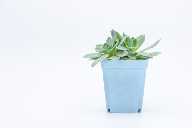 Free photo a succulent plant potted
