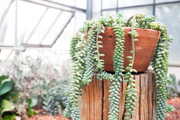 Succulent plant in pottery growing in greenhouse