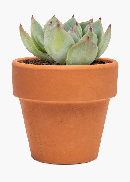 Succulent plant in a terracotta pot home decor object