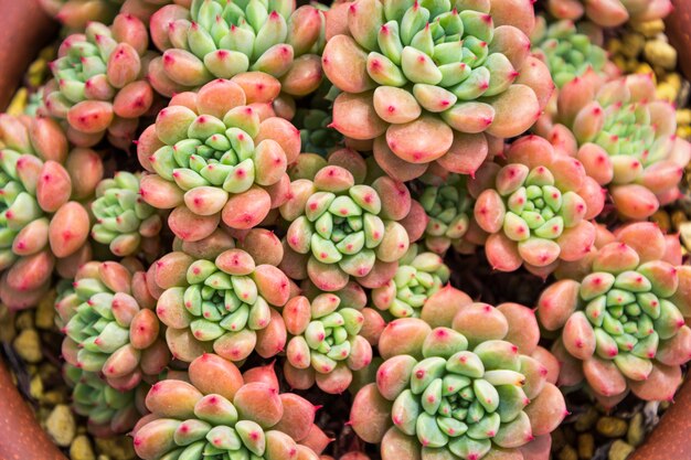 Succulent plants