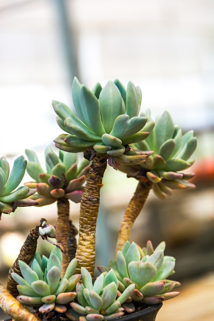 Free photo succulent plants