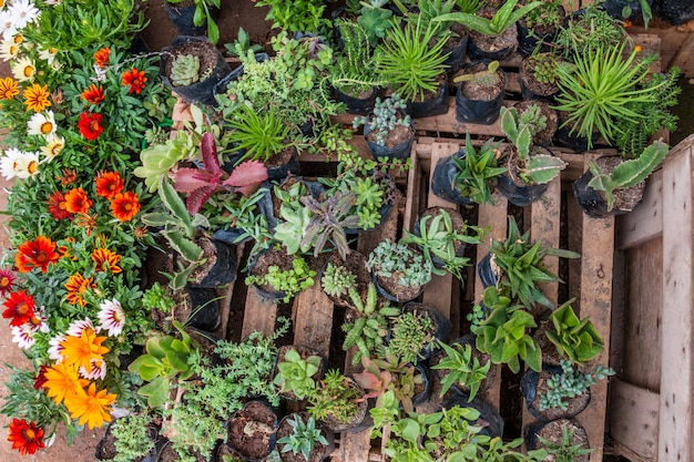 Сочные различные виды цветущих сочных кактусов, декоративные комнатные и уличные комнатные растения