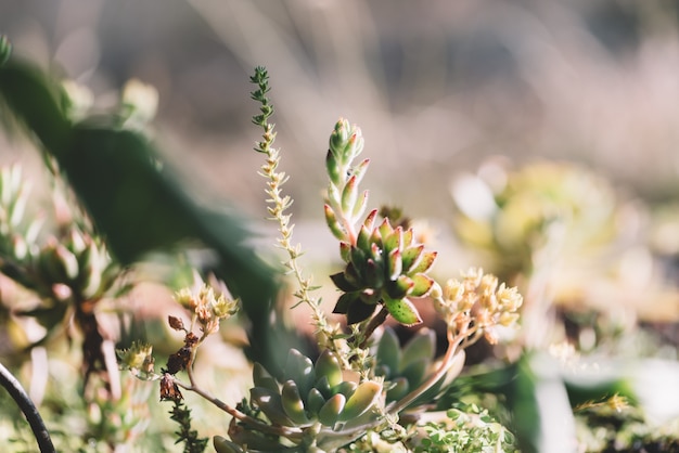 succulents plant