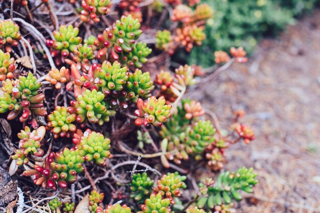 succulents plant