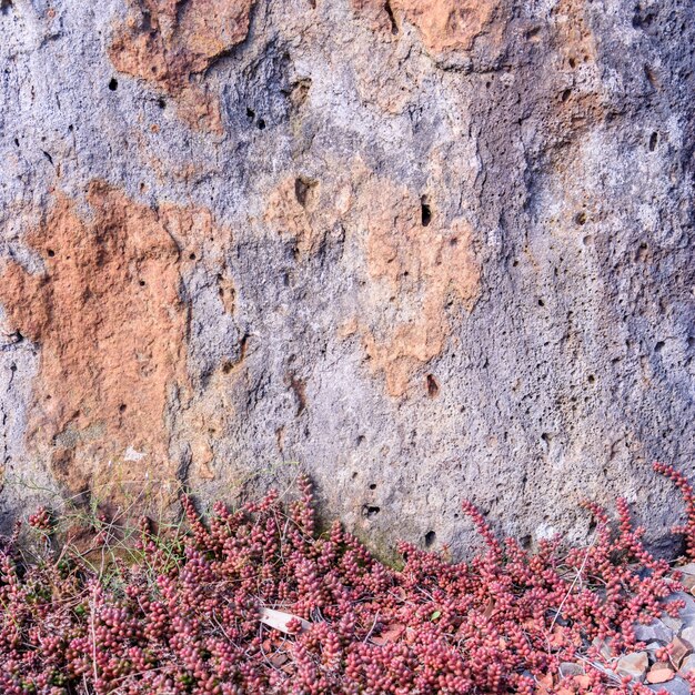 Succulents and rock background