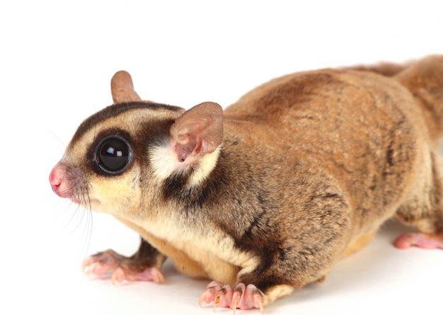 Sugar glider