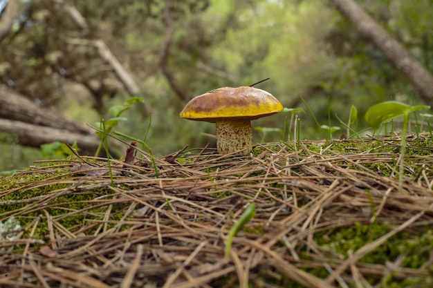 Suillus collinitus pine bolete fungus