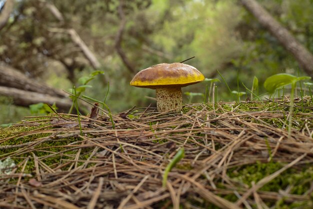 Suillus collinitus сосновый гриб
