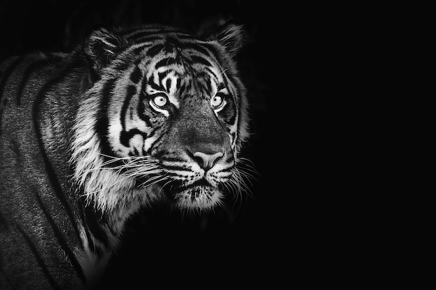 Sumatran tiger on black background, remixed from photography by mehgan murphy