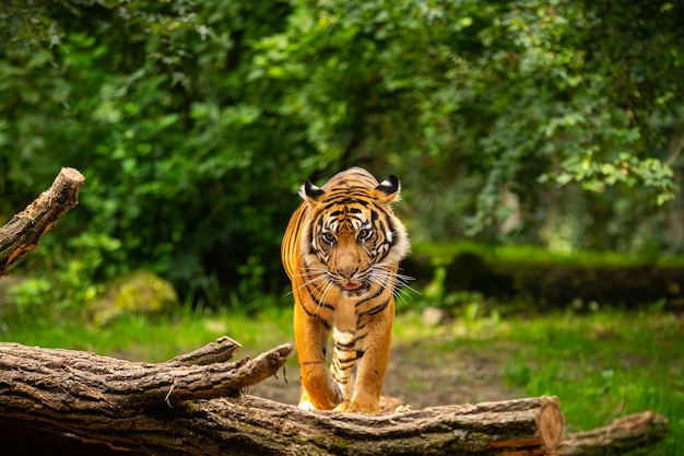 Sumatran tiger in nature looking habitat in zoo Wild animals in captivity Critically endangered species of the greatest feline