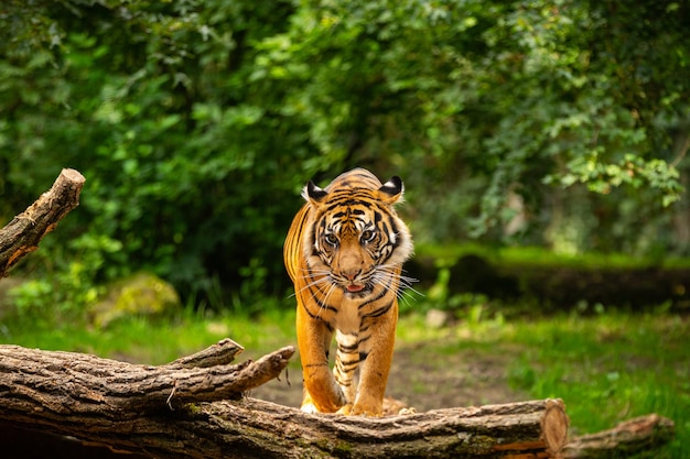 動物園の生息地に見える自然界のスマトラトラ飼育下の野生動物絶滅危惧種の最大の猫