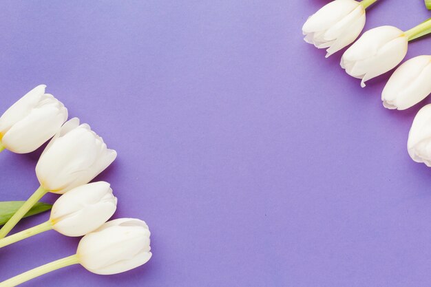 Summer arrangement of white tulips top view