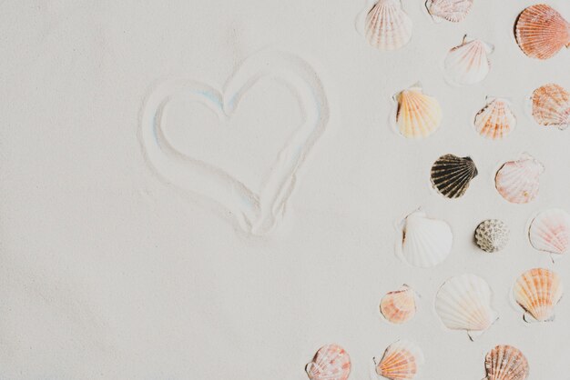 Summer background with shells