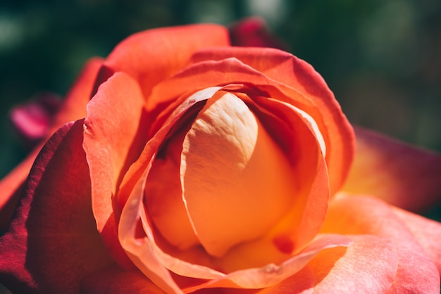 Free photo summer blooming orange rose closeup