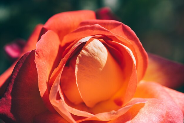 Summer blooming orange rose closeup
