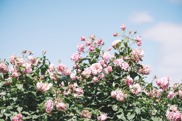 Summer blooming pink roses