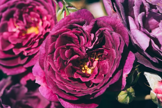 Летний цветущий фиолетовый розы крупным планом