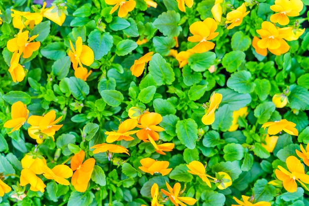 夏の植物のマルチパステルの花びら