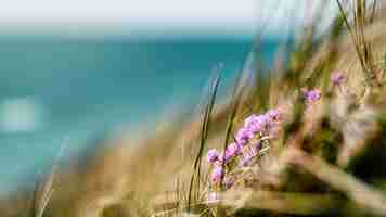 Free photo summer coastline of denmark