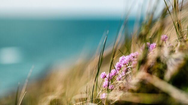 Summer coastline of Denmark