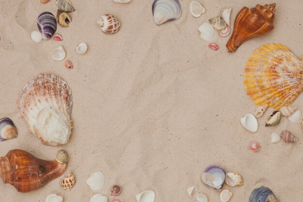 Summer composition with seashell frame