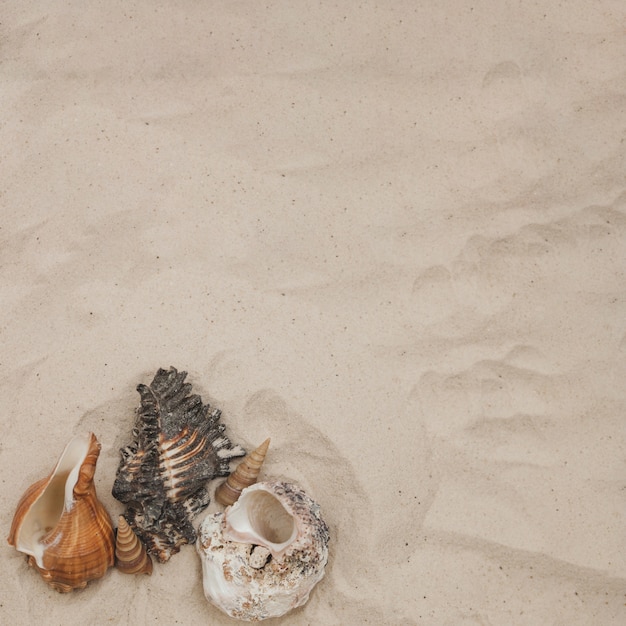 無料写真 貝殻と砂の夏のコンポジション