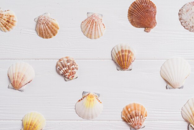 Summer composition with shells